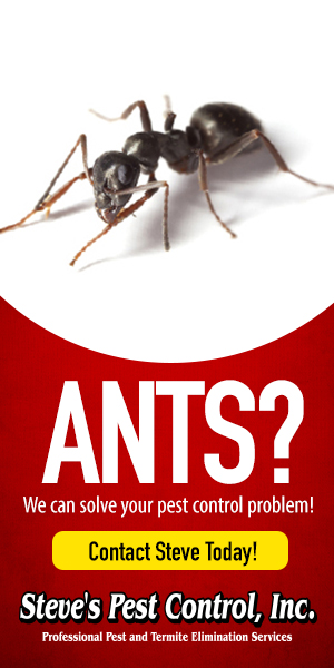 steves ants